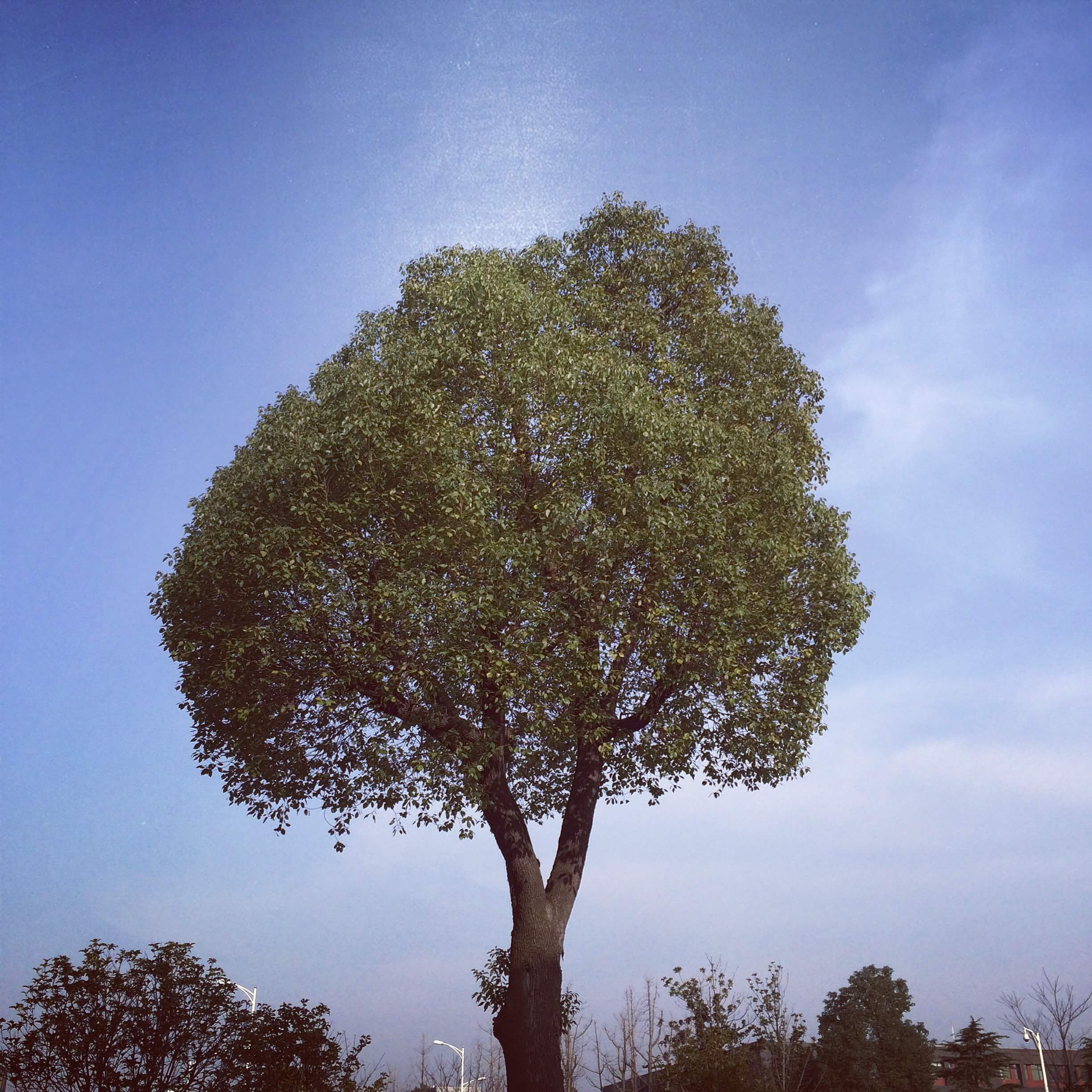 arbor-day-tree
